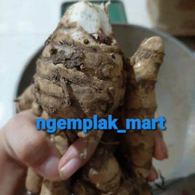 

Temu ireng/Temu hitam 250gram Curcuma aeruginosa