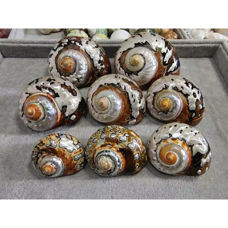 CANGKANG KELOMANG TURBAN SARMATICUS SANGAT LANGKA UNIK IMPORT DARI SOUTH AFRICAN KOLEKTOR