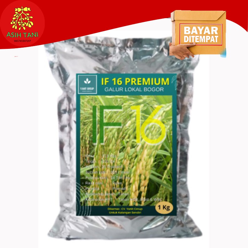 Benih Padi Unggul IF 16 Premium