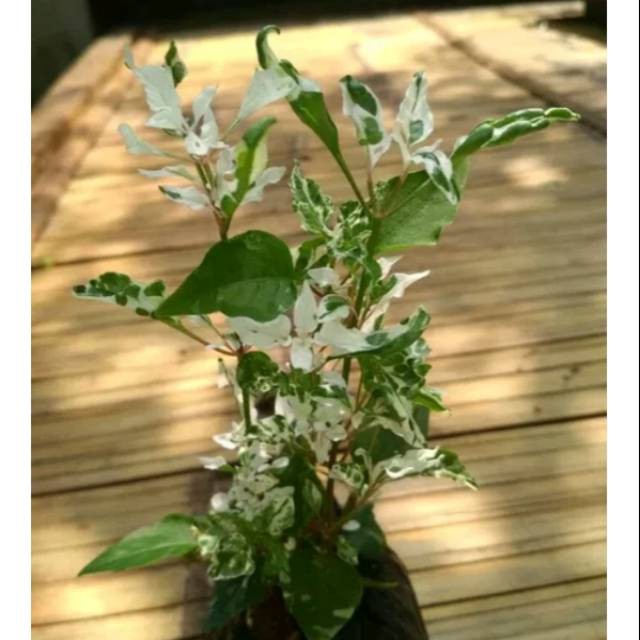 Tanaman Hias Krokot Salju Shopee Indonesia