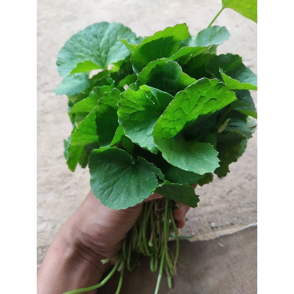 DAUN PEGAGAN PERIKAT / DAUN ANTANAN SEGAR