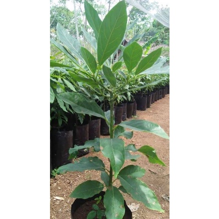 bibit alpukat hass asli okulasi cepat berbuah