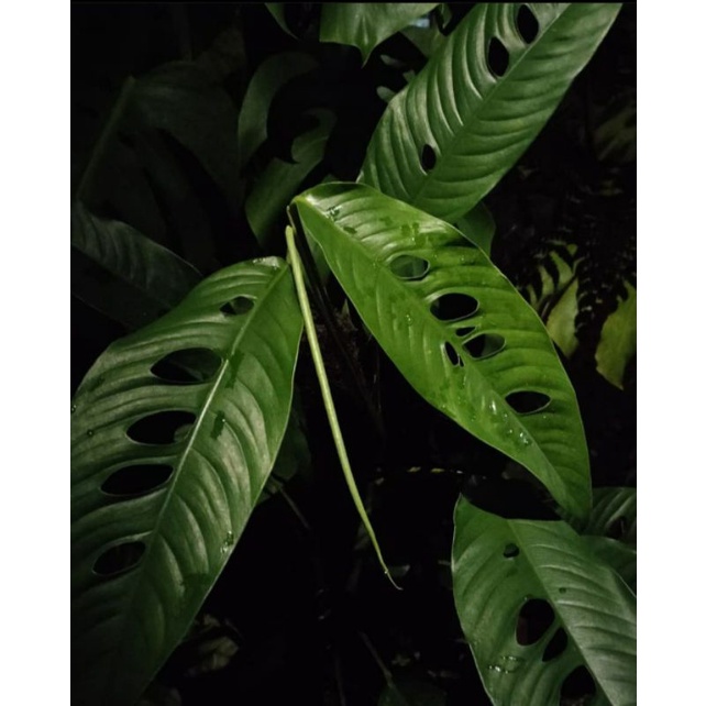 rraphidophoraMegasperma sp +(bonus)