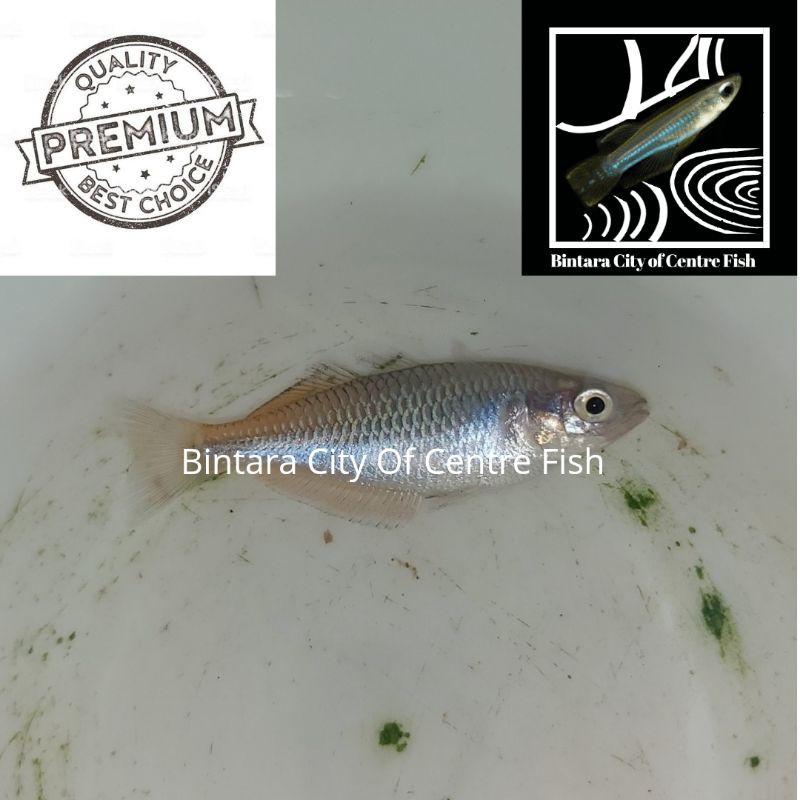 Ikan Rainbow Bosemani, size 4-4,5cm (ML), min order 25 ekor