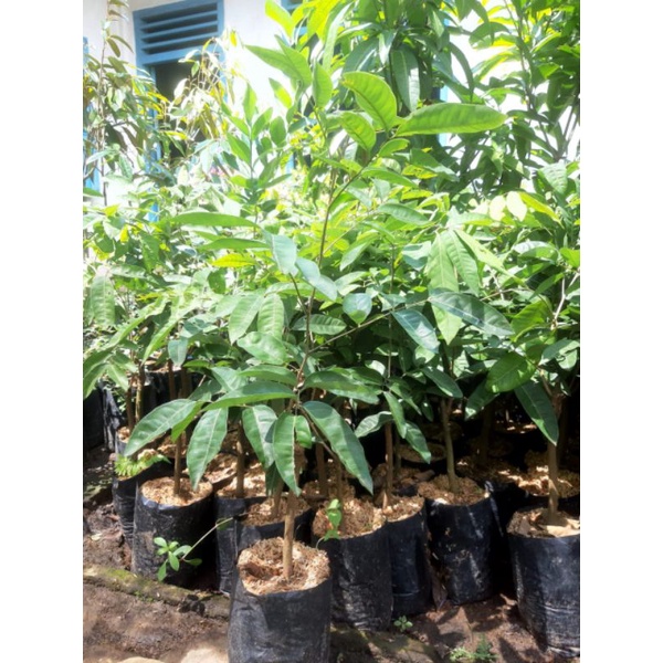 BIBIT KELENGKENG SATU JARI