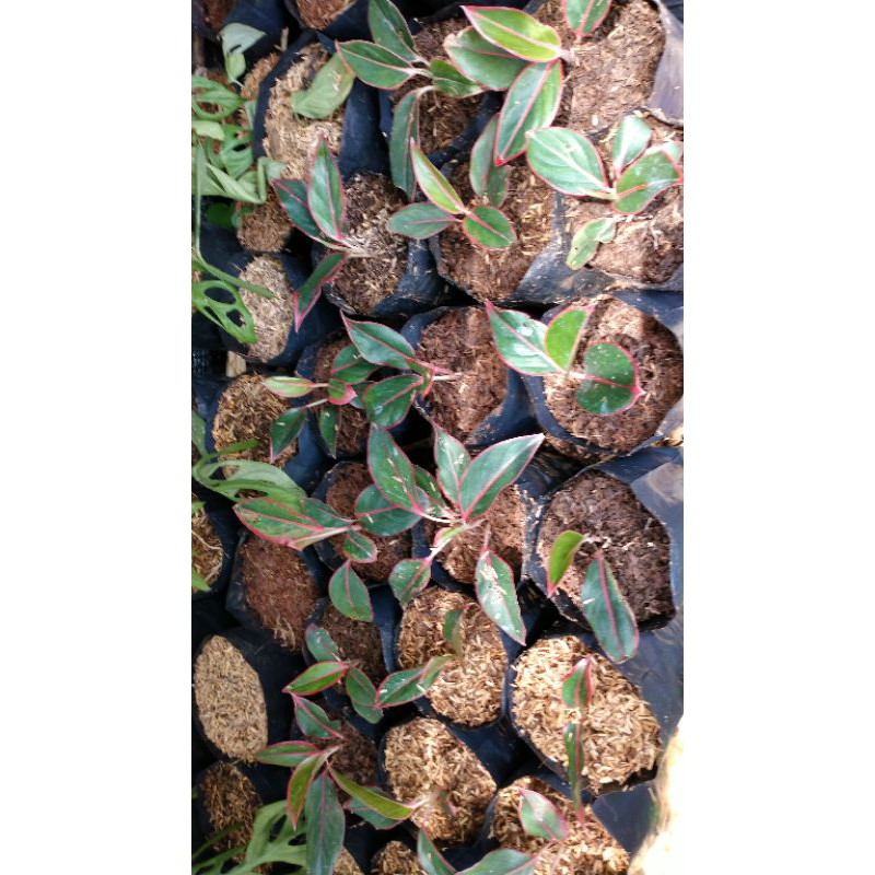 tanaman hias lipstik merah