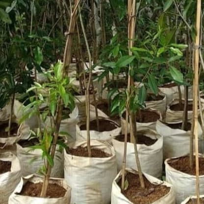 Pohon Tabebuya Merah Violet 1 meter siap berbunga