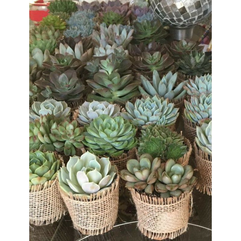 souvenir sukulen mini murah nikahan
