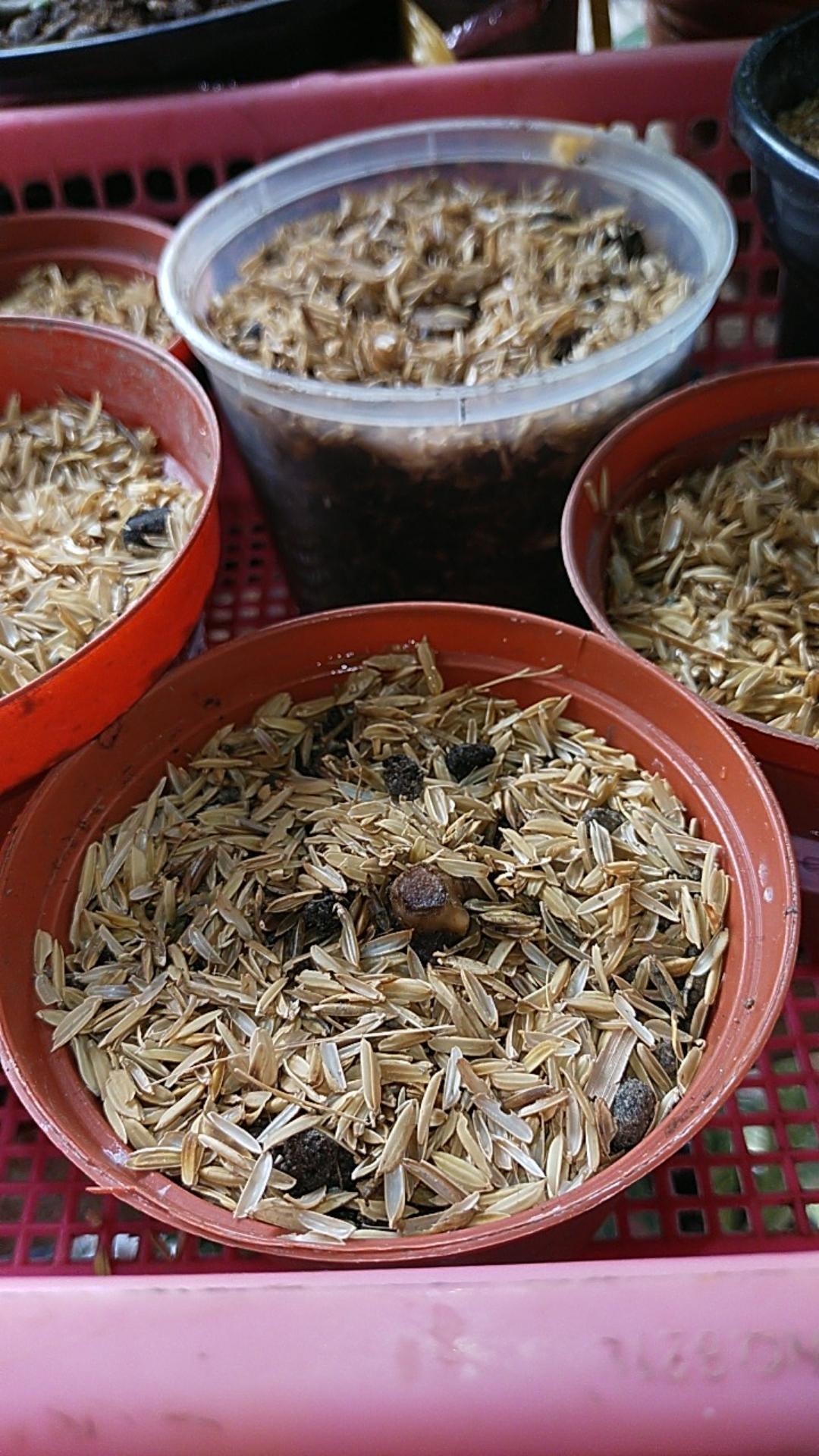 Promo Paket 5 Bonggol Aglonema,red Anjamani,red Heart,widuri,super White,dud Anjamani