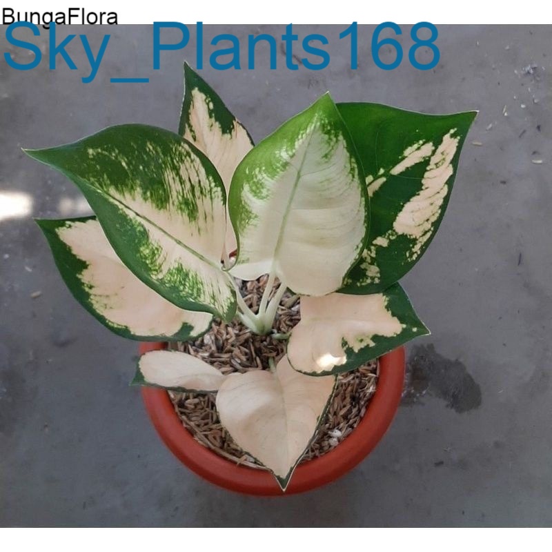 Anakan Aglonema Suksom white