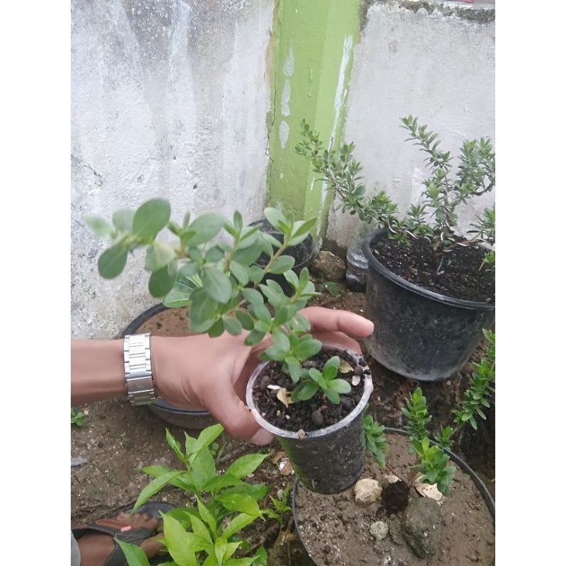 bibit santigi mawar daun bulat