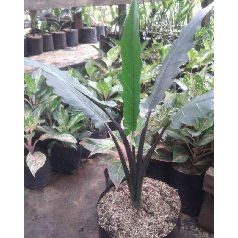 Bunga Keladi Keris Papua