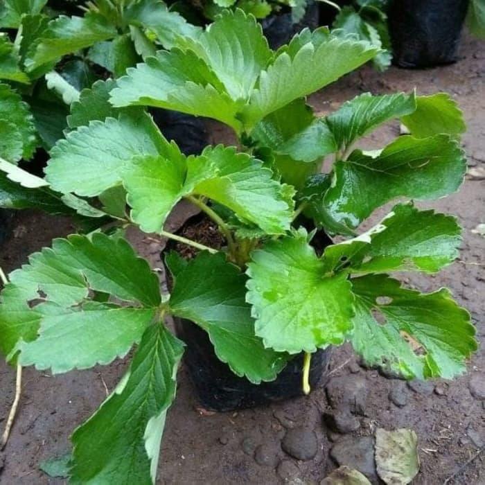 PAKET 5 TANAMAN STAWBERRY TANAMAN HIDUP TANAMAN HIAS  TANAMAN BERBUNGA TANAMAN BERBUAH AF Tanaman Buah Strawberry Australia Jumbo - Bibit Pohon Strawbery
