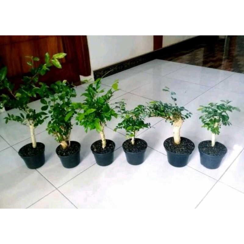 BAHAN BONSAI SERUT