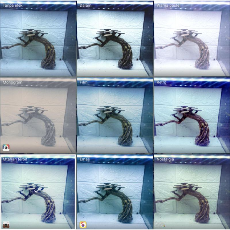 POHON BONSAI AQUASCAPE/BONUS MOSS WEPPING/COD