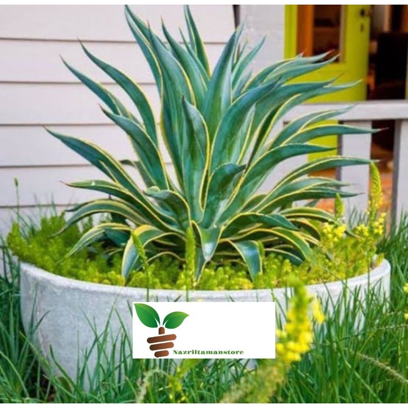 Tanaman hias siklok variegata Dewasa / tanaman siklok