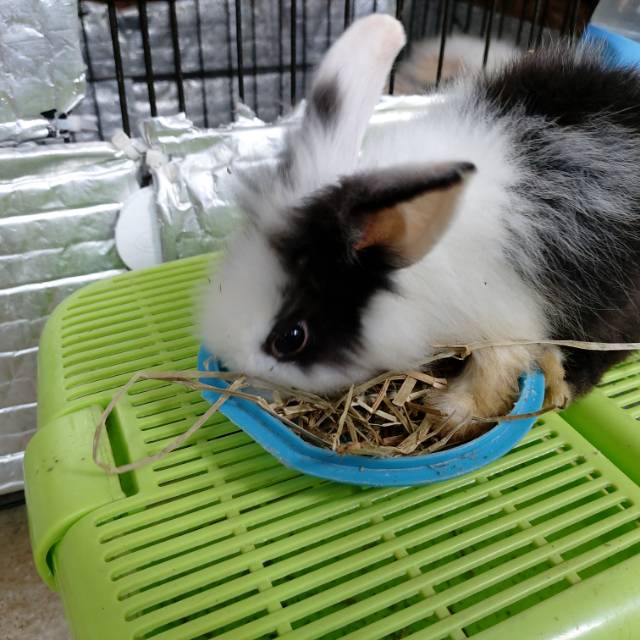 Kelinci Anggora lokal sehat lincah sedikit berbulu anakan