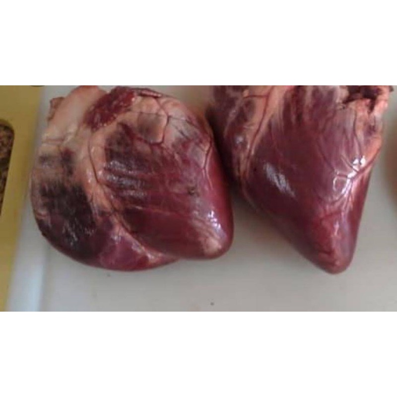 

jantung sapi