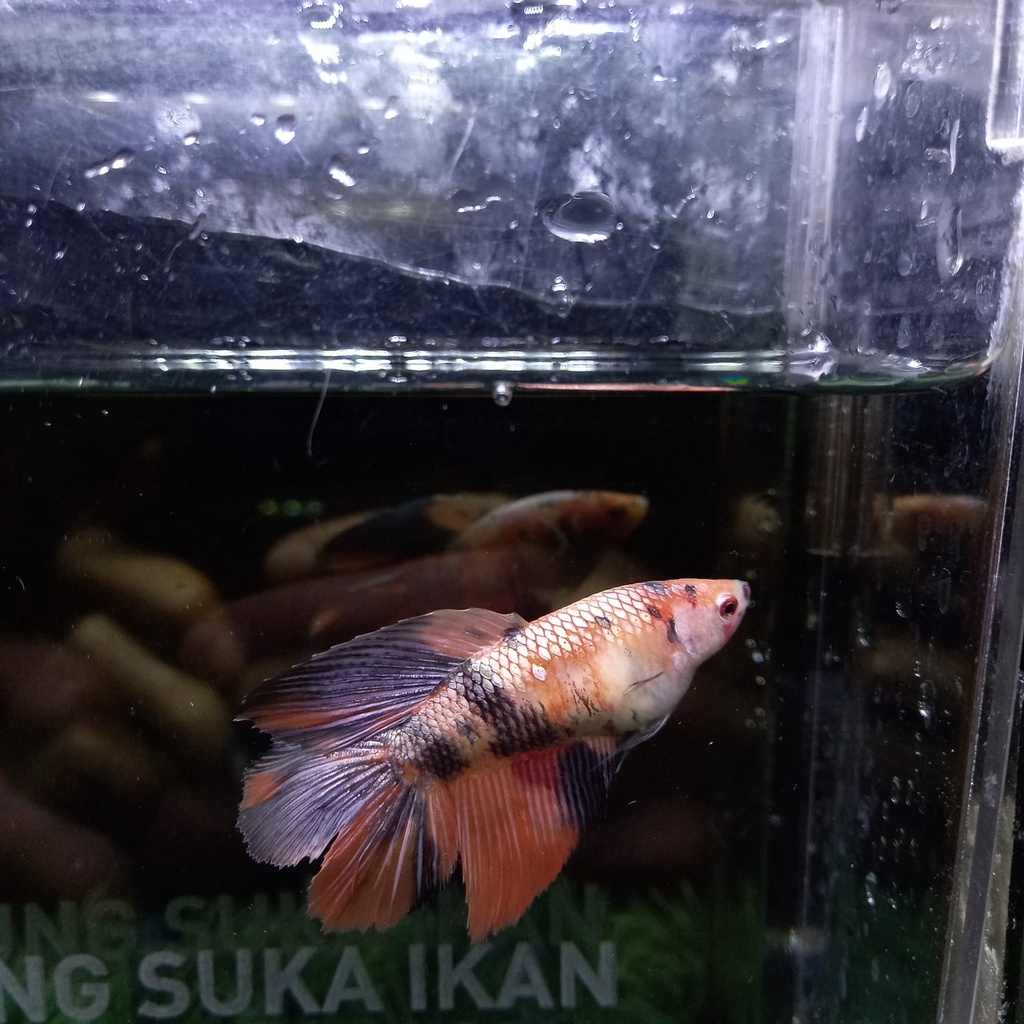 CUPANG BETINA/FEMALE HMDT NEMO COPPER 100% REALPICT (NC1)
