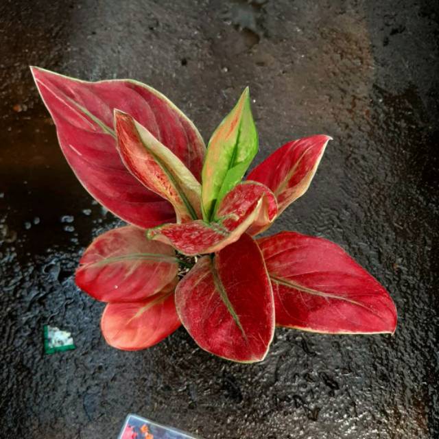 TANAMAN HIAS AGLAONEMA / AGLONEMA AYUNINDI MURMER STANDART REMAJA ratudaun nursery