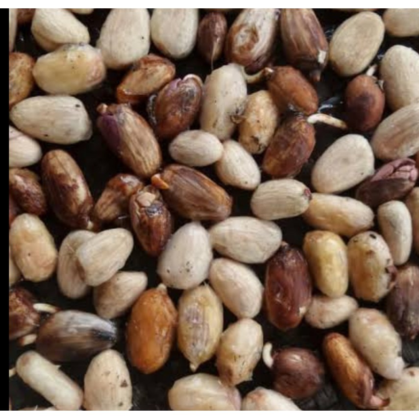 biji benihunggul  kakao hibrida 10 pcs