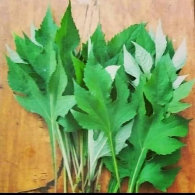 

Daun Insulin Freesh 1Kg-Obat Herbal
