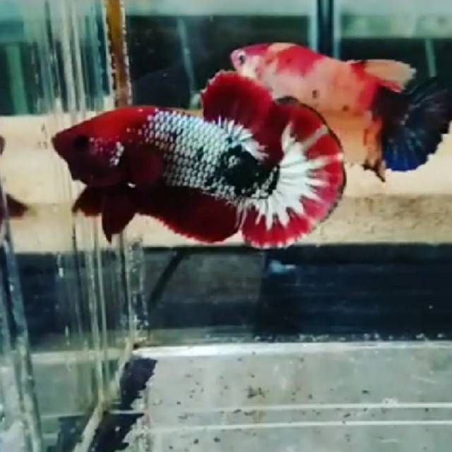 IKAN CUPANG FCCP RED HEAD