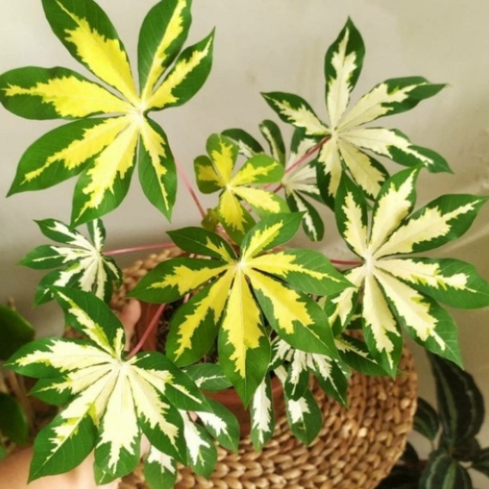 Pohon Singkong Varigata Bibit Tanaman Pohon Singkong Variegata