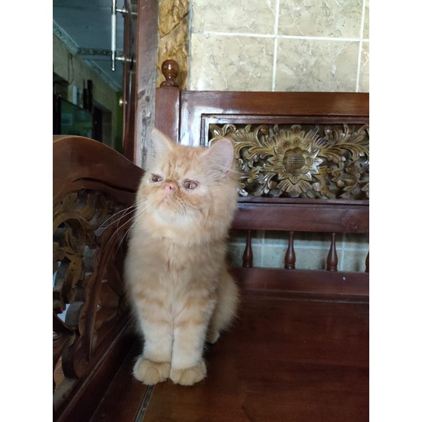 KUCING PERSIA KUCING PERSIA MURAH KUCING ANGGORA MURAH KUCING 