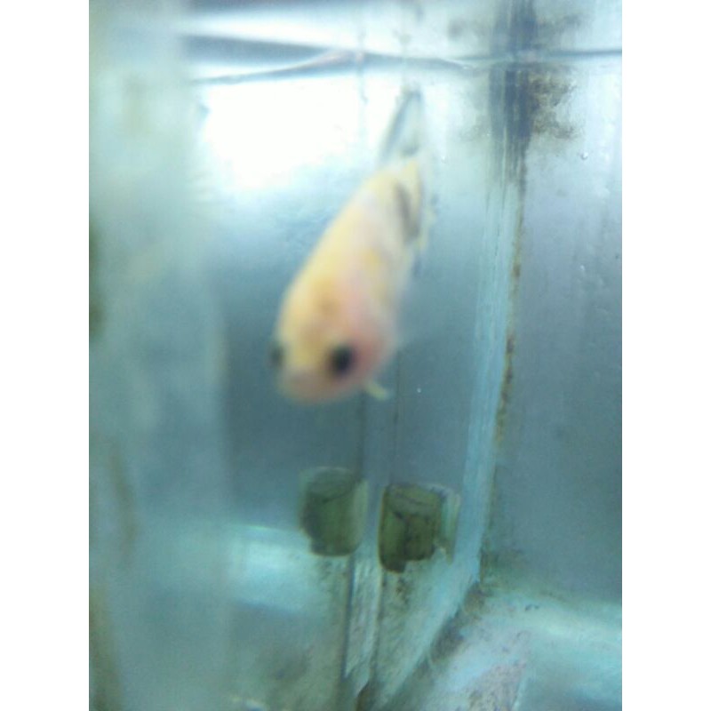 cupang female cantik yellow fancy real pict