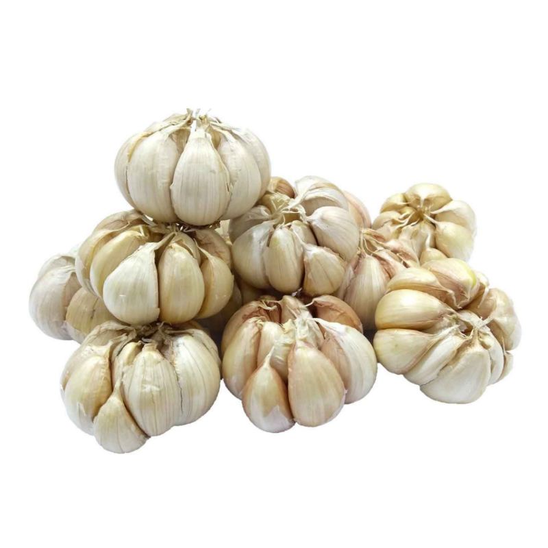 

Bawang Putih