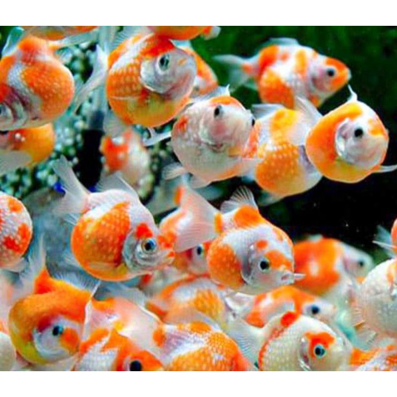 ikan hias koki mutiara baby koki