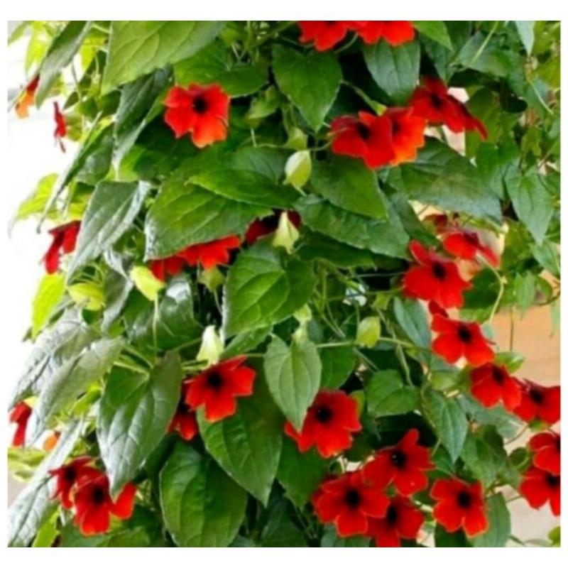 tanaman hias tumbergia bunga merah tanaman tumbergia merah