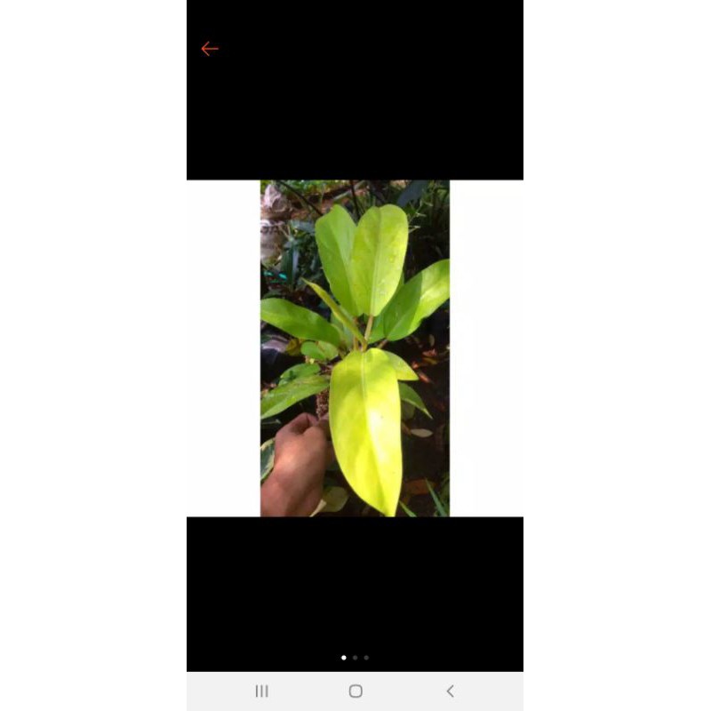 tanaman sirih gading centong /philo lemon