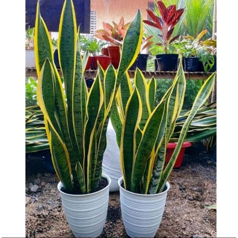 Jual Tanaman Hias Sansevieria Trifasciata Tanaman Lidah Mertua