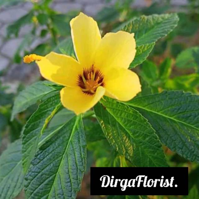 Bunga Yolanda Kuning