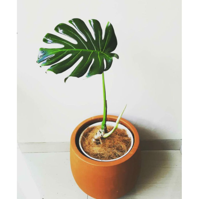 bonggol monstera ekor naga