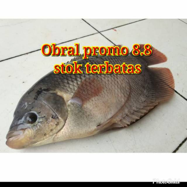 

IKAN GURAME FRES SEGAR UKURAN 1KG ISI 2