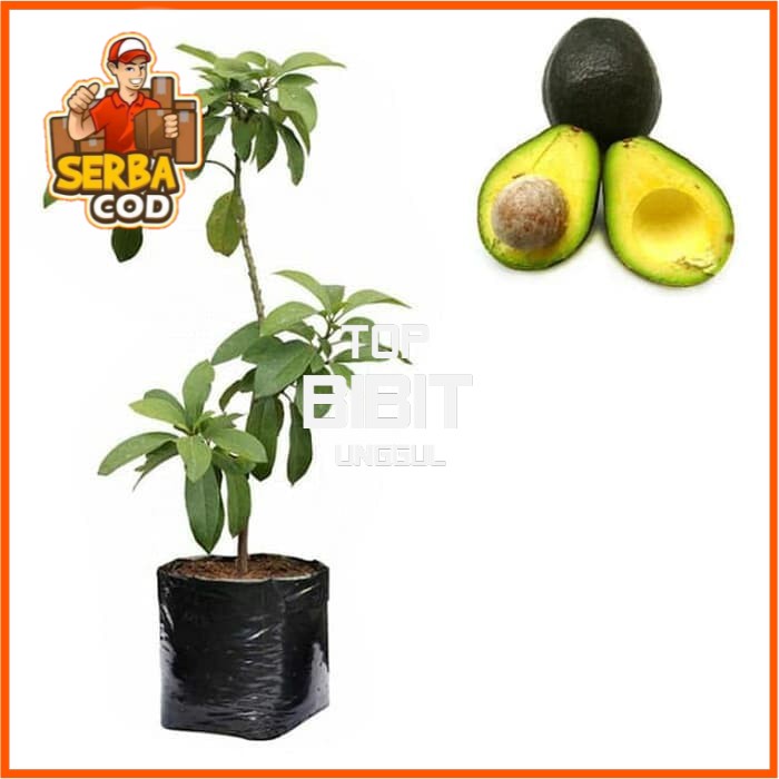 

BIBIT ALPUKAT FLORA IMPORT PULEN