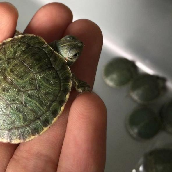 ➹ HIASAN AQUARIUM KURA KURA BRAZIL ✽