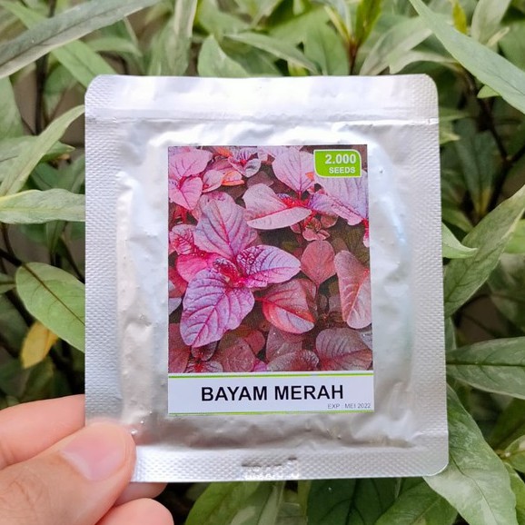 benih bayam merah - bibit bayam merah - bibit bayam hijau - bibit bayam belang - RS