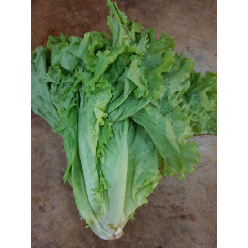 

[250gr] Selada Lalap