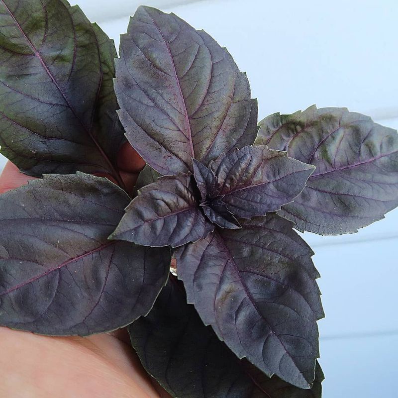10 Biji - Benih Basil Ungu - PURPLE DARK OPAL