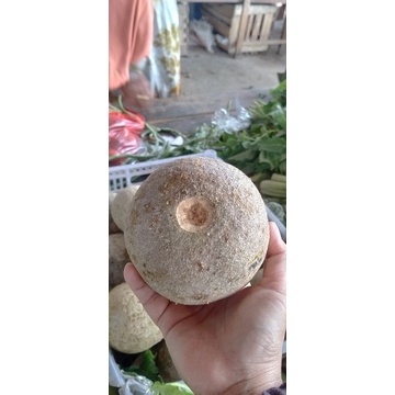 

kawista / Buah kawis jumbo / harga per biji