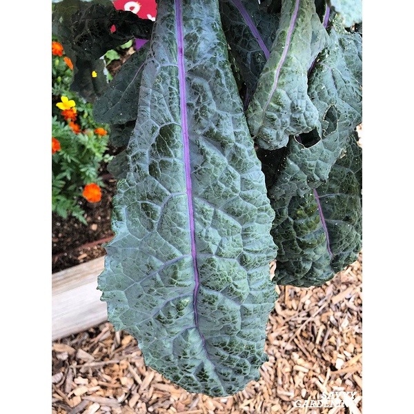 Benih-Bibit Kale Dazzling Blue (Haira Seed)