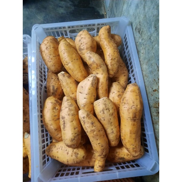 

Ubi Cilembu