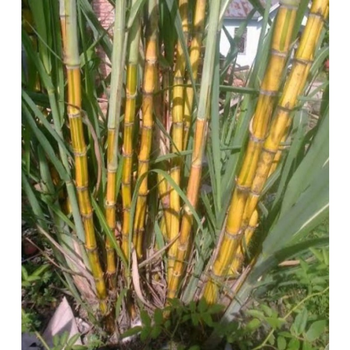 

tebu kuning 10 cm/ cocok untuk bibit siap tanam