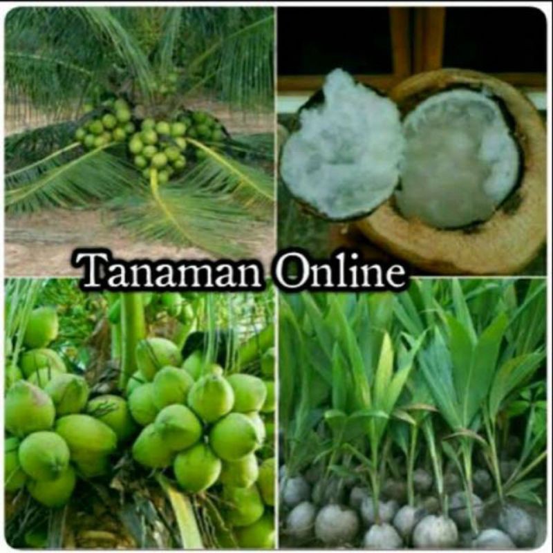 BIBIT KELAPA KOPYOR GENJAH SUPER