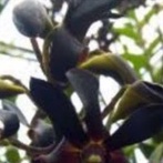 anggrek dendrobium hitam po