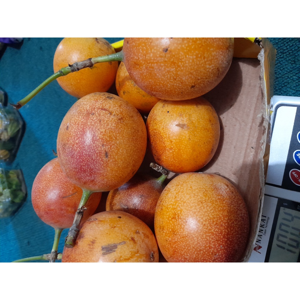 Buah KONYAL Matang Manis fresh 1kg Termurah